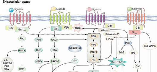 聚焦 GPCR，洞察 CNS 疾病新药开发新方向