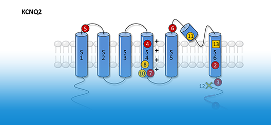 KCNQ | 为抗癫痫药物研发注入新潜力
