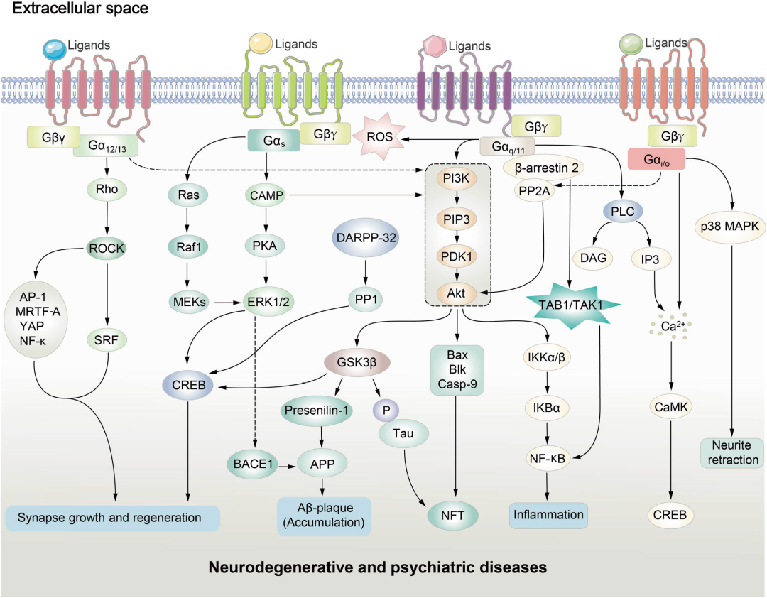 聚焦 GPCR，洞察 CNS 疾病新药开发新方向(图2)