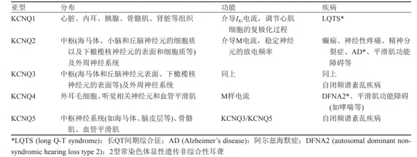 KCNQ | 为抗癫痫药物研发注入新潜力(图2)