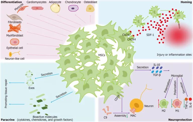 干细胞疗法开启帕金森治疗新纪元(图4)