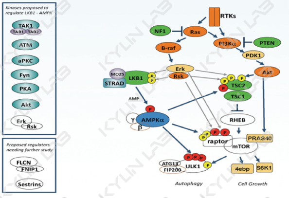 转运体及信号通路药物药效筛选平台(图1)